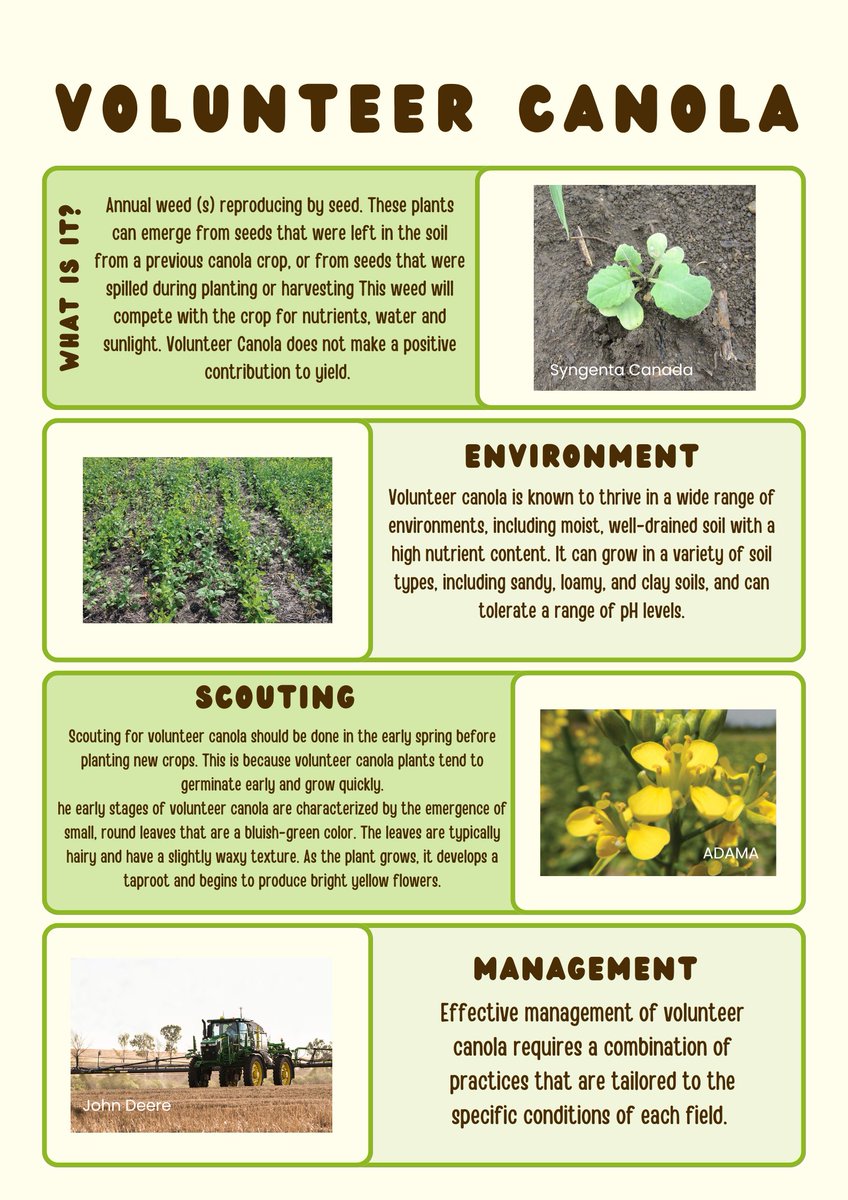 Volunteer canola competes for moisture, nutrients &amp; space, and can host pests. Scout early, Identify resistant types &amp; manage fast to protect yield. 

#volunteercanola #AgEducation #SynergyAg #rootsyoucancounton