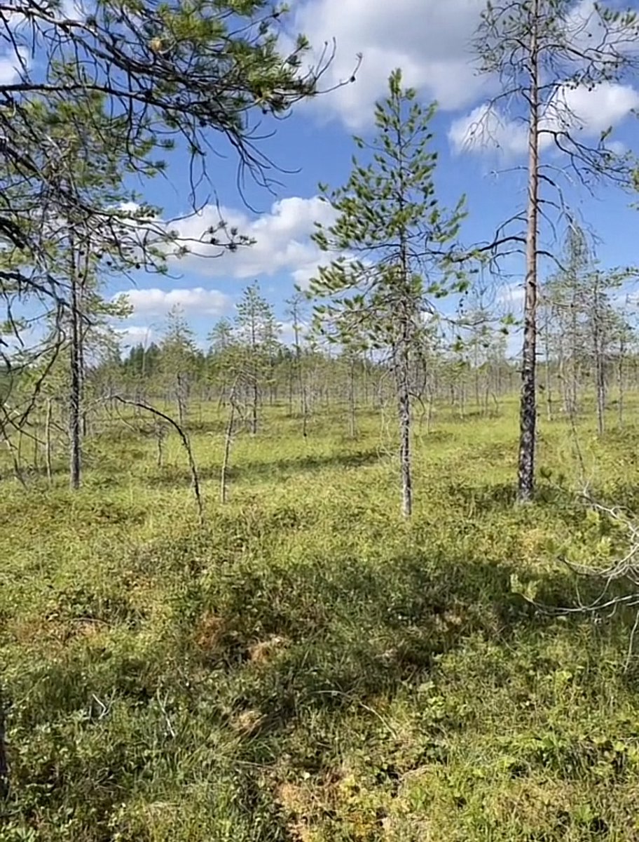 Maarit109162387's tweet photo. Northern gold – cloudberry.
Returned to the bog after years away. +27°C, 7.5 km of walking. Sweat flowed, but the mind found peace.
Nature, silence, the scent of the bog – there’s something sacred in it.
#cloudberry #boglife #finnishnature #northernvibes #summermemories2024🇫🇮 https://t.co/AQt70HjijM