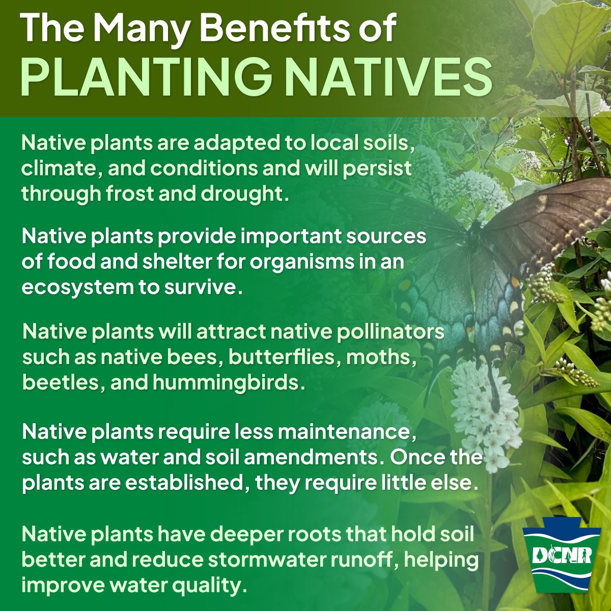Happy Pennsylvania Native Species Day! 

Native plants create beautiful landscapes that provide our native wildlife with the diverse habitat and food they need to survive, plus several other benefits!

Learn more: bit.ly/2JZs99I. 
#PaNativeSpeciesDay