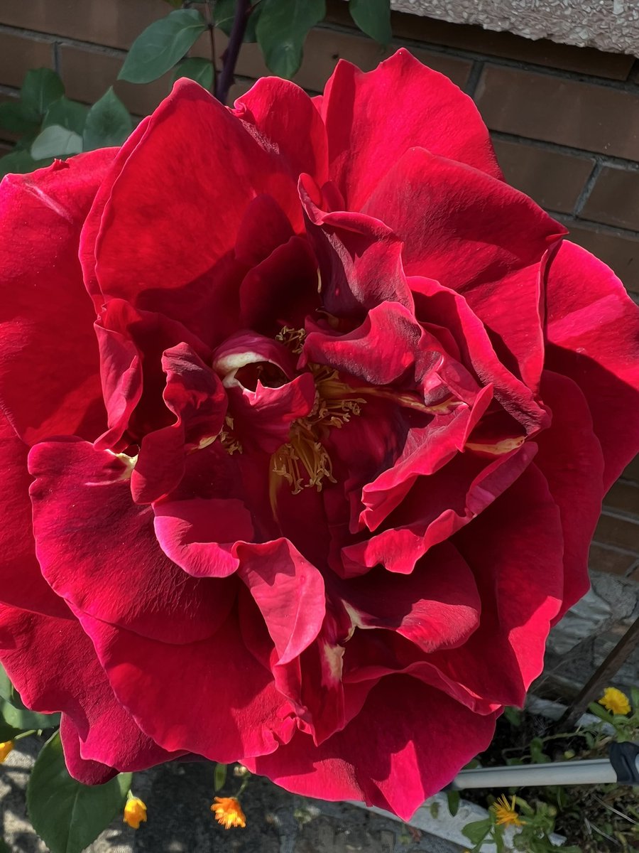 MeteoMoià tweet media