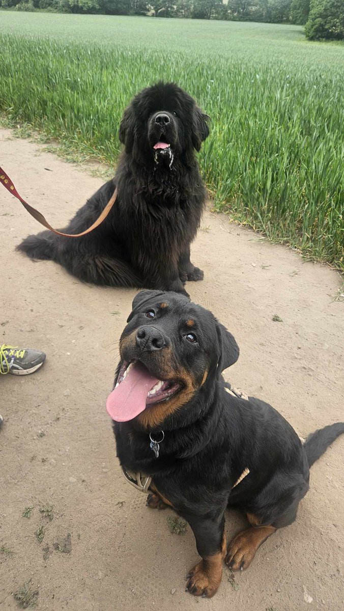 burrowingbolt's tweet photo. Tongue out Tuesday #Tongueouttuesday #TOT Have a lovely day from Buffy and Zero #dogs #Dogs #Dogsoftwitter #DogsofX #Newf #Rottweiler https://t.co/towXIgJ7So