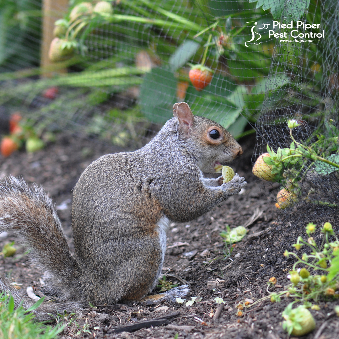 sabugs1's tweet image. Is your home gardening being affected by possums, squirrels, raccoons, or skunks? We can remove them!

Please call us today at (210) 702-2060 to schedule your inspection.

ecs.page.link/eozUX
#PiedPiperPestControl #PestControlServices #AffordablePestControlService