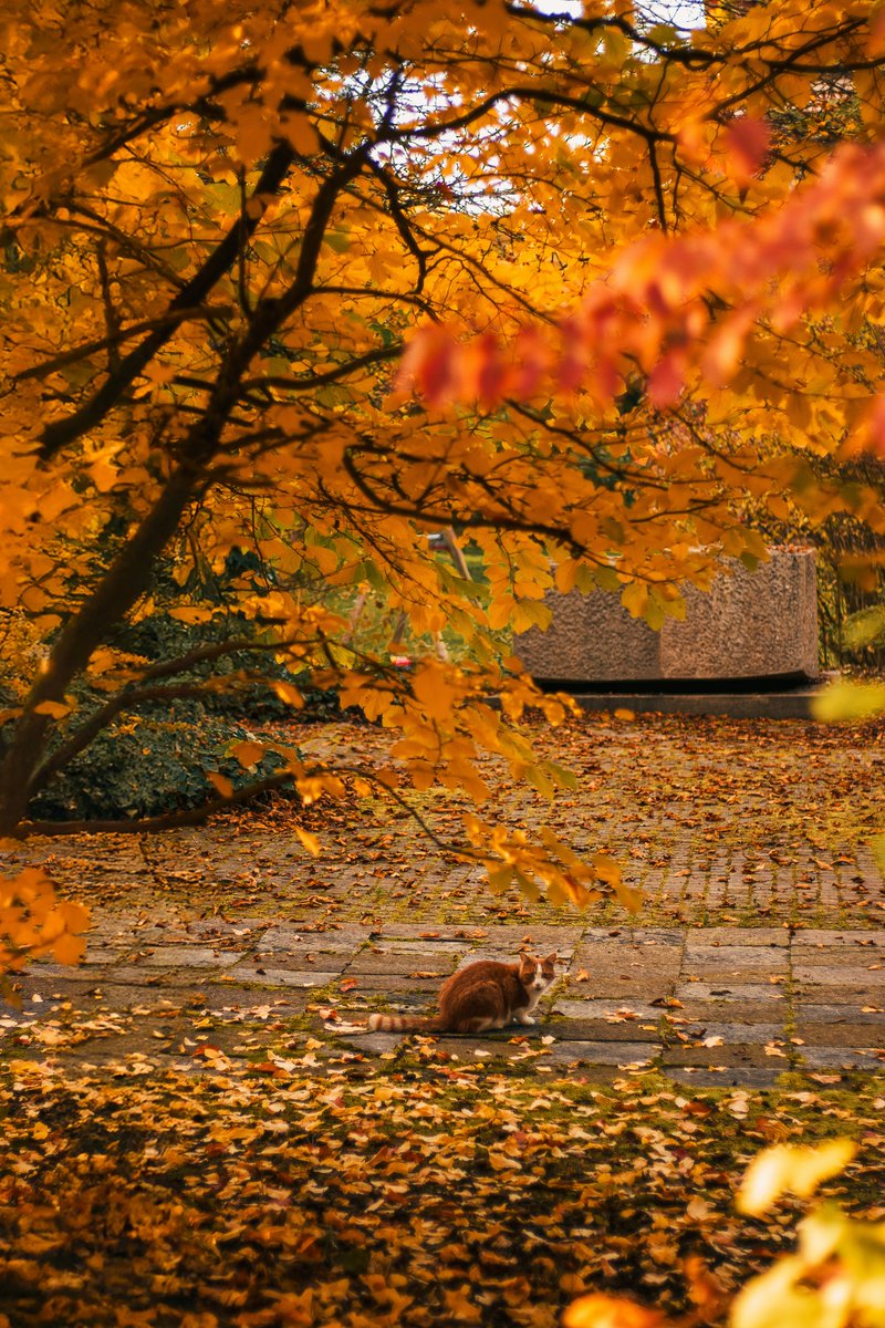 Lingo (O,G) tweet media