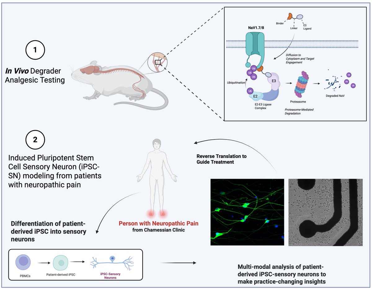 Alex Chamessian (@achamess) on Twitter photo Huge thanks to <a href="/ASRA_Society/">ASRA Pain Medicine</a> for this honor. The generous funds from this award will enable my lab to continue our pioneering work to develop #PROTACs as analgesics.
And so, we are looking for a postdoctoral researcher to lead this in vivo TPD work and also help drive a new Huge thanks to <a href="/ASRA_Society/">ASRA Pain Medicine</a> for this honor. The generous funds from this award will enable my lab to continue our pioneering work to develop #PROTACs as analgesics.
And so, we are looking for a postdoctoral researcher to lead this in vivo TPD work and also help drive a new