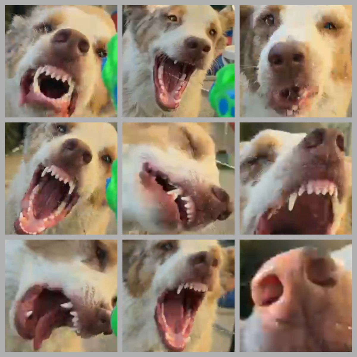 My best friends dog is a breed of a shark and Ripley's Alien.. .