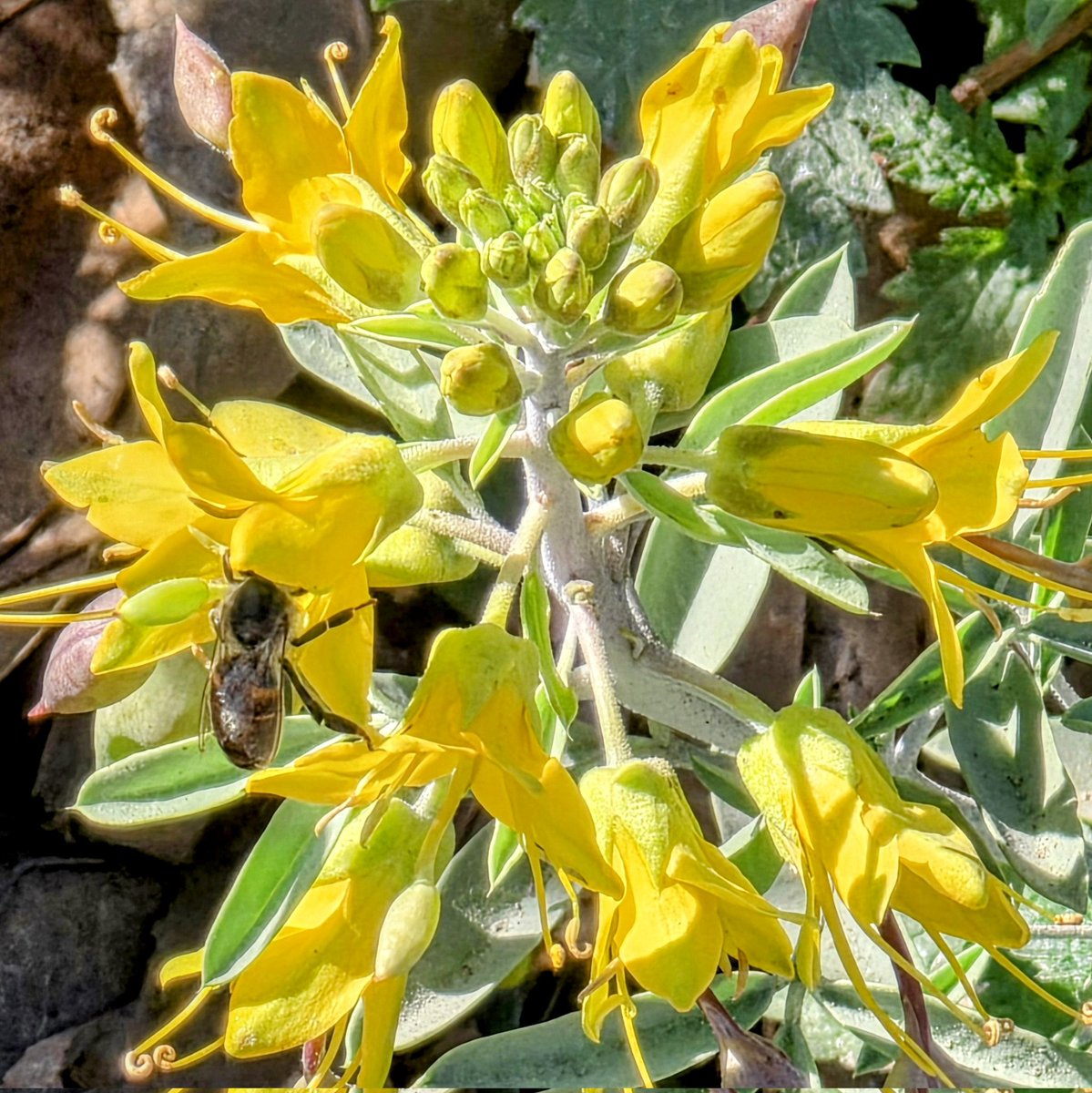 Happy World Bee Day! 🐝 Bees enjoying the native flora <a href="/lacountyparks/">Los Angeles County Parks & Recreation</a> Whittier Narrows Nature Center. 

#WorldBeeDay #worldbeeday2025 #bees #Bee #nativeplants
