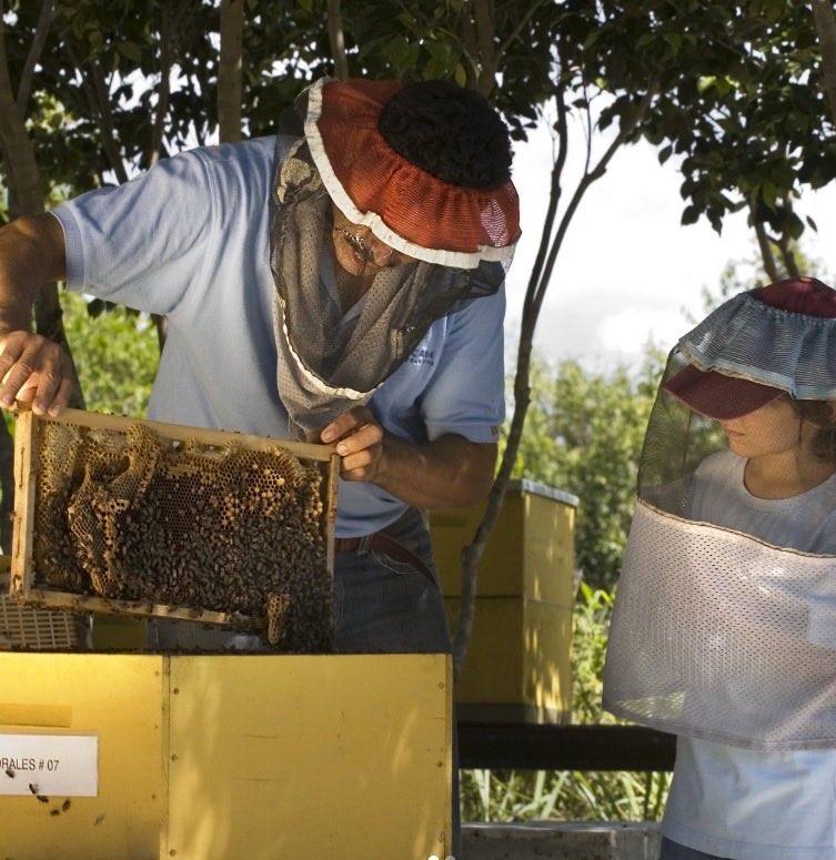 En la Fundación Grupo Puntacana protegemos las abejas a través de programas de conservación, educación ambiental y la promoción de prácticas que preserven su hábitat