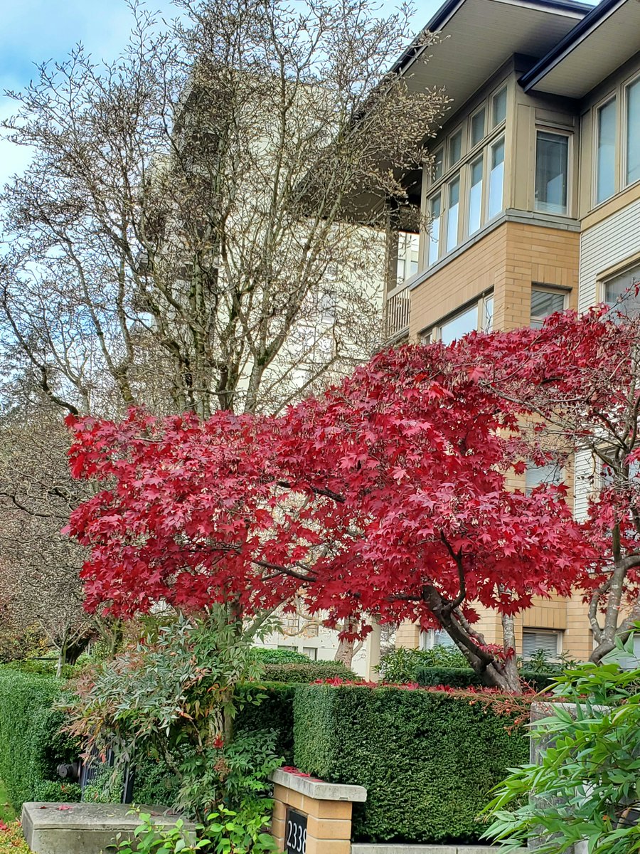 Lingo (O,G) tweet media