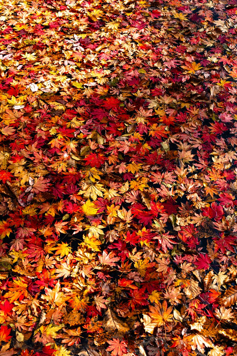 Lingo (O,G) tweet media