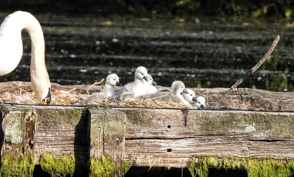 Some more from today’s Cygnet rescue in Stockport. 6 Cygnets successfully recovered &amp; returned to mum and dad. 🦢 🥰