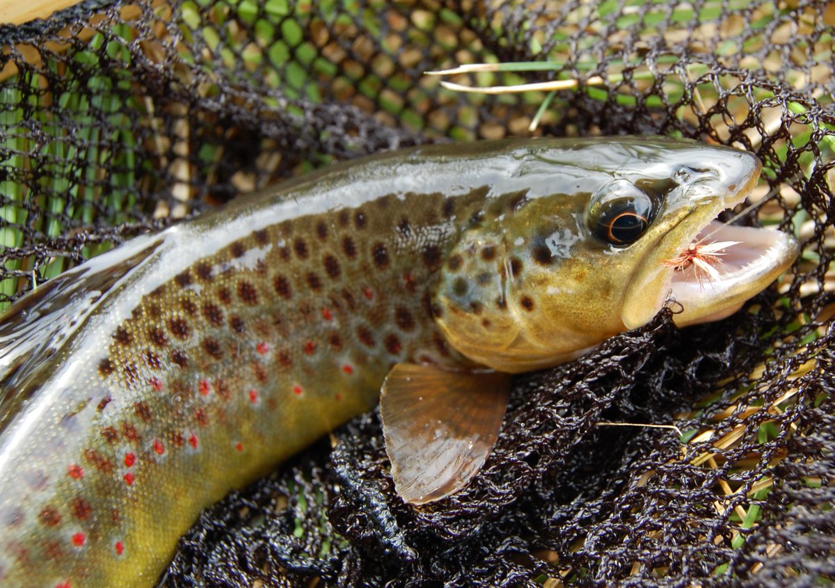 Tomorrow River brownie.