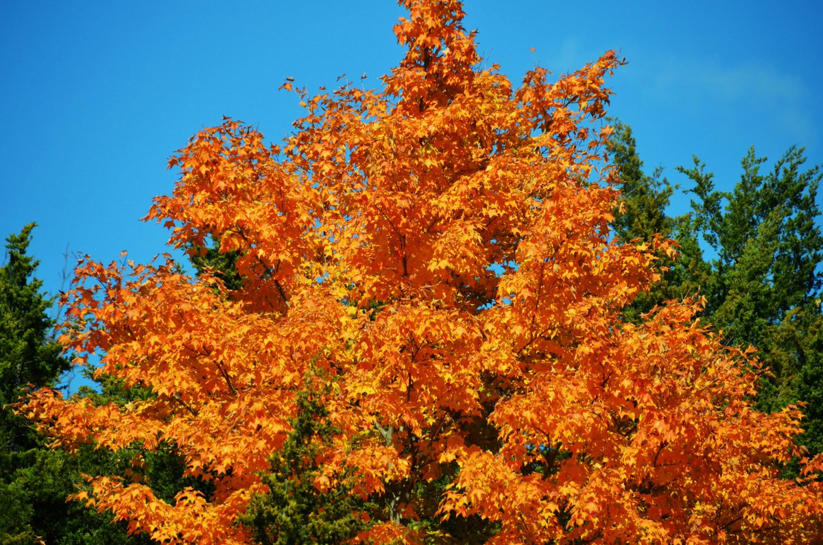 Lingo (O,G) tweet media