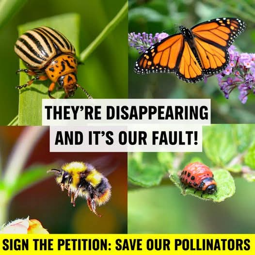 Richard Comont tweet media