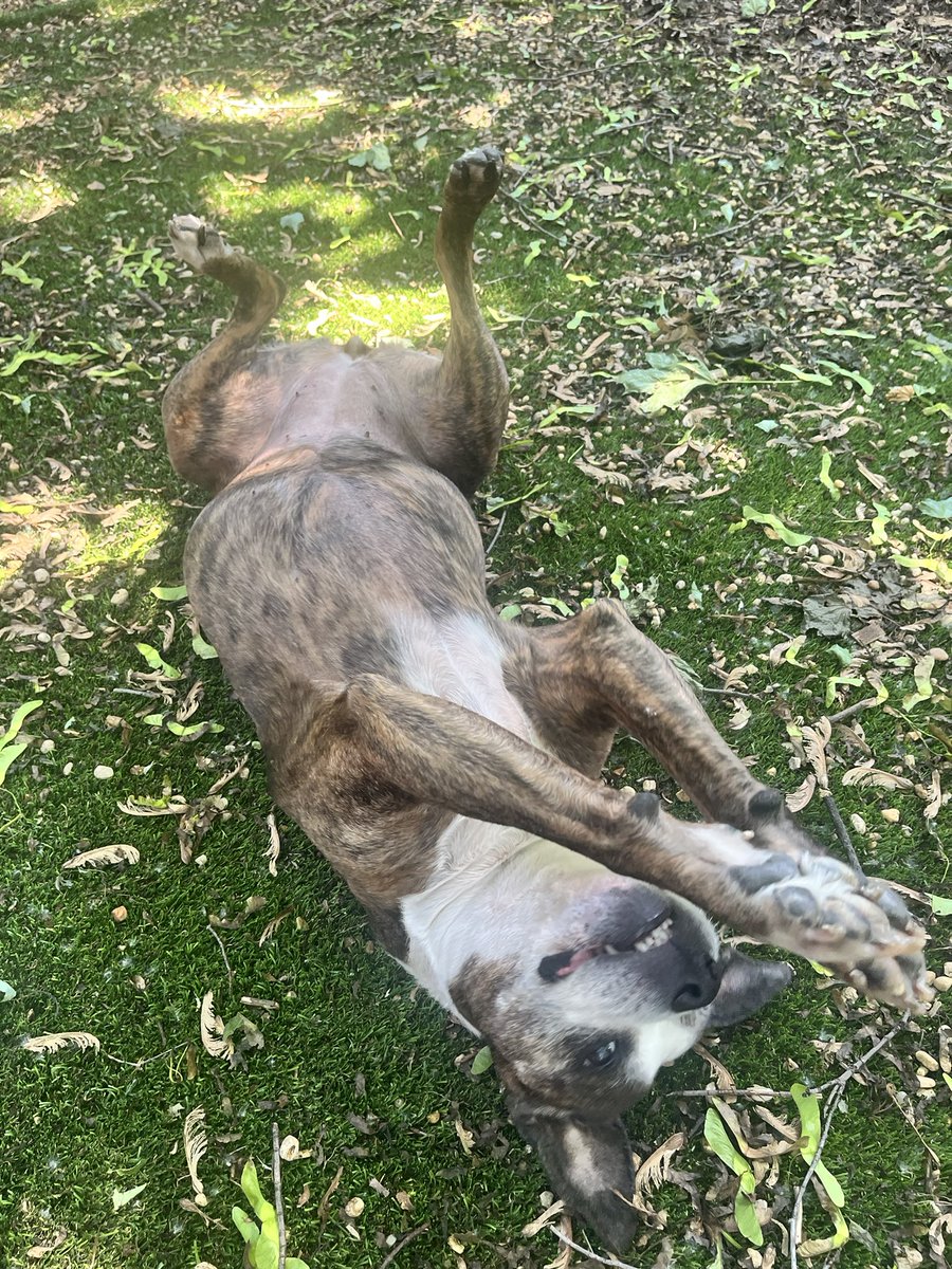 Sometimes all you need is a good back scratch. 🐶🐾