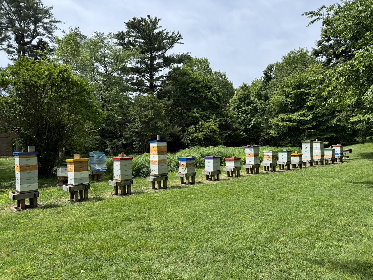 Happy #WorldBeeDay!🇨🇭is known for its commitment to sustainability. Since 2020 the embassy has transformed its grounds into a biodiversity haven &amp; is home to one of the largest apiaries in DC. Thanks to our partner BeeCurious for rescuing 🐝 &amp; holding the beloved annual 🍯sale.