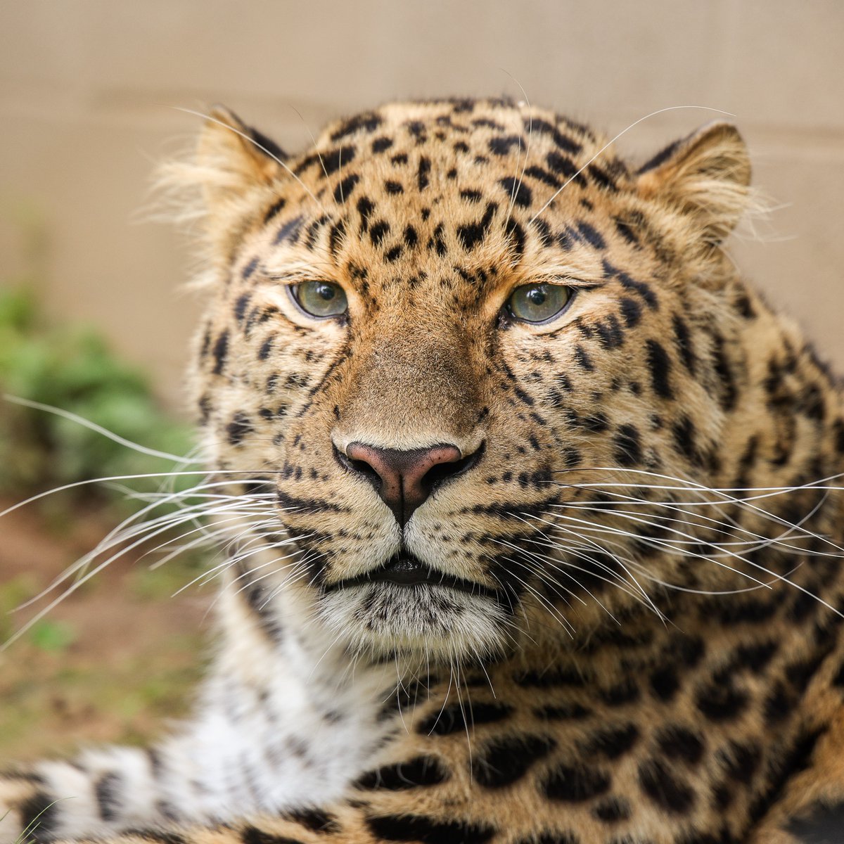 Nashville Zoo tweet media