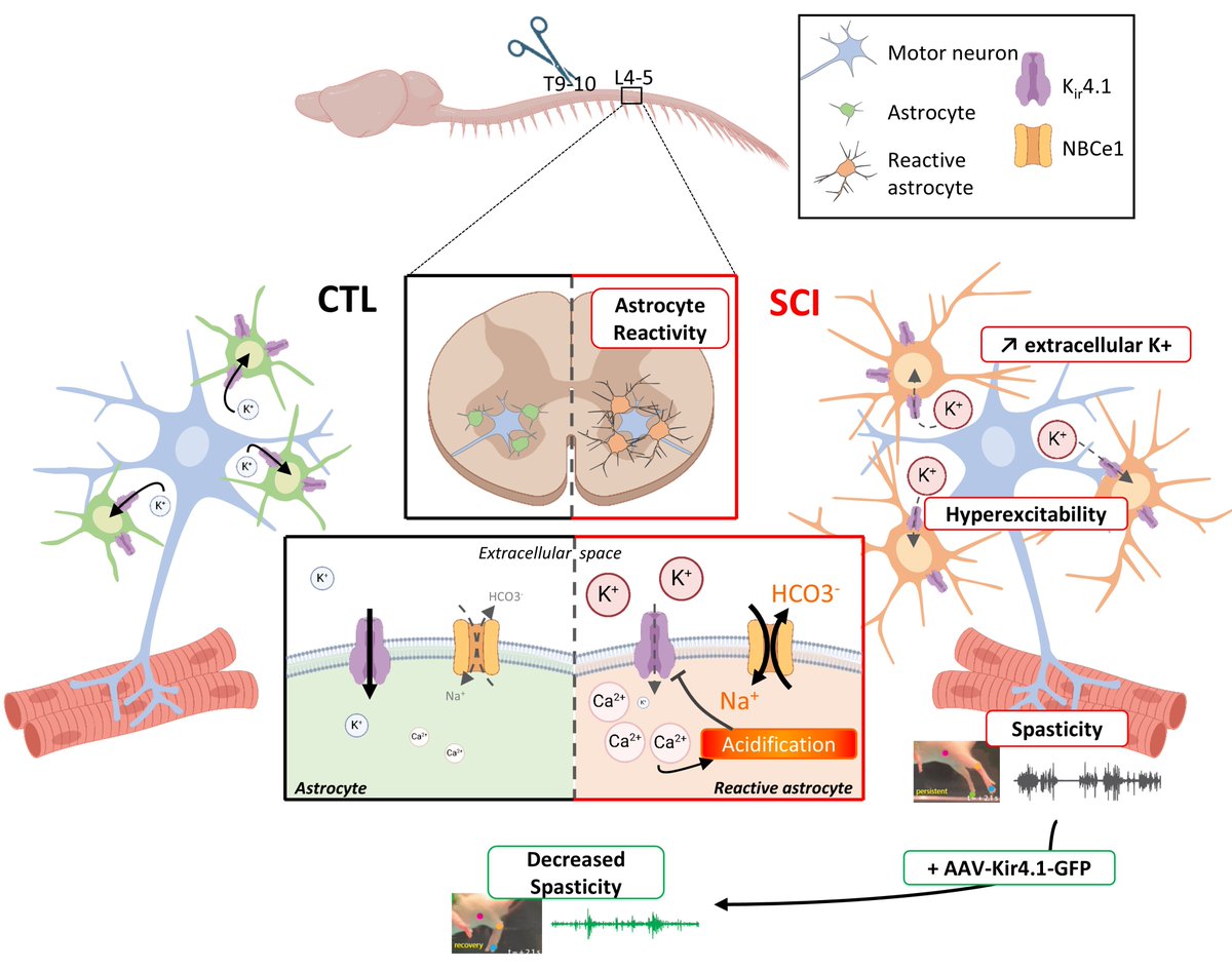 Barbay et al. show that enhancing astrocytic Kir4.1 channel function restores potassium uptake, reduces network hyperexcitability, and alleviates spasticity in a mouse model of spinal cord injury. tinyurl.com/y643a3hm