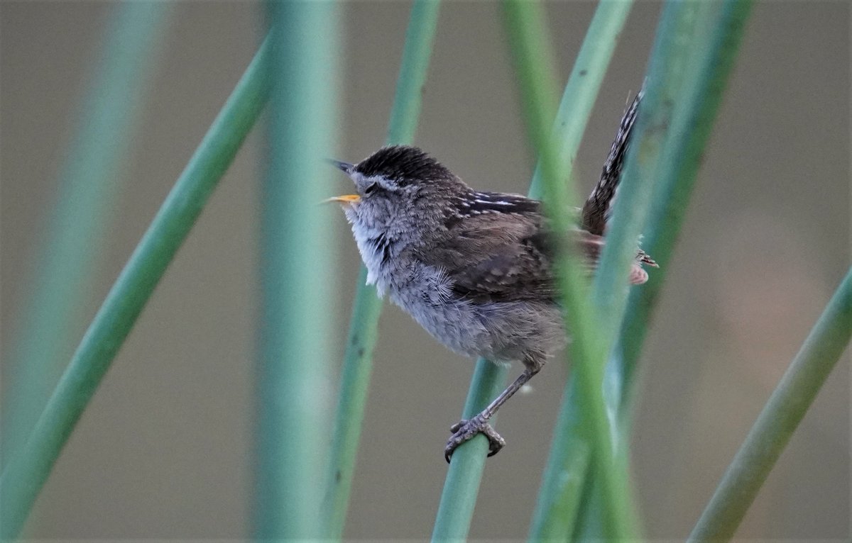 Take a look at all the beautiful birds photographed out at the Yolo Bypass Wildlife Area, by volunteer tour docent, Warren Treacher. Join us for the last Yolo Bypass Wildlife Area public tour on Sunday, June 15, 2025 by registering on our website here: yolobasin.org/wetlands-tours/