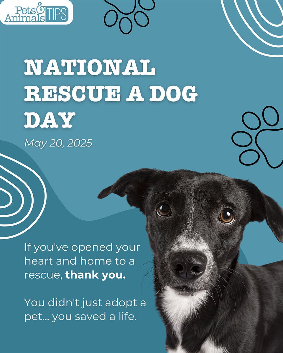 animals_tips's tweet image. Today is National Rescue Dog Day! If you&apos;ve opened your heart and home to a rescue, thank you. You didn&apos;t just adopt a pet… you saved a life. 🐾❤️

#PetsAndAnimalsTips #RescueDogDay #AdoptDontShop #SecondChances #WhoRescuedWho