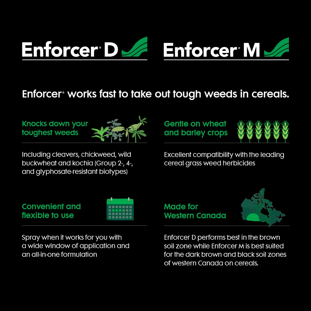 #Enforcer M and D herbicides offer dead simple weed control. Get effective, post-emergent control of kochia, wild buckwheat and volunteer canola for wheat and barley in one convenient application. Learn more: bit.ly/3xtONRW #WestCdnAg