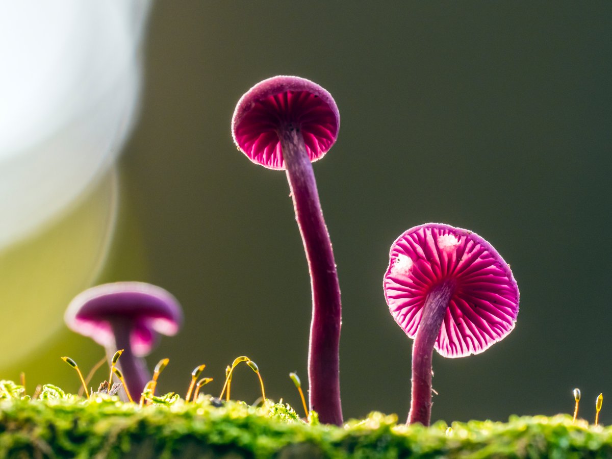 Amethyst Deceiver 💜

This mushroom, scientifically known as the Laccaria amethystina, is an edible fungus with a distinctive deep purple coloring that fades over time!

📸: E. Fenzi

#FungusFriday #mushroom #fungus #amethystdeceiver