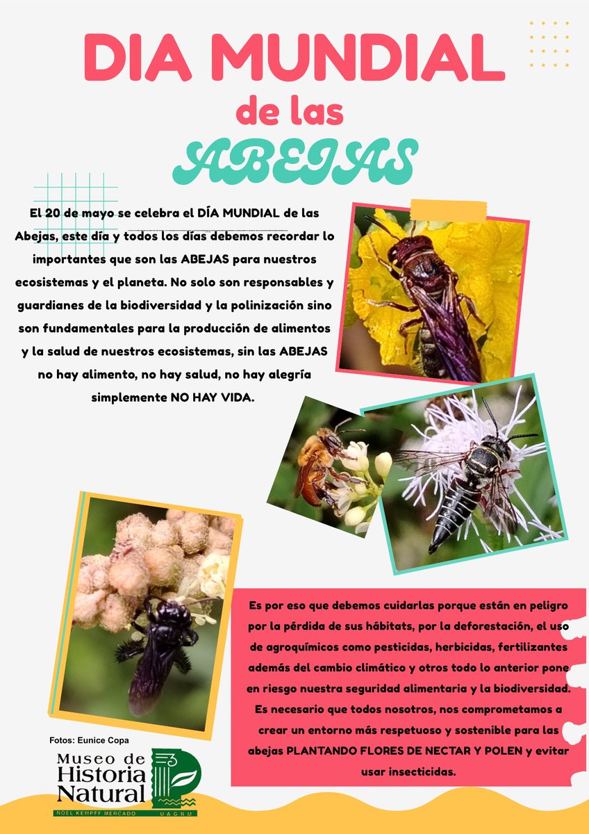 MuseoNKM's tweet photo. DÍA MUNDIAL DE LAS ABEJAS

Hoy rendimos homenaje a las abejas que cumplen un rol vital como polinizadoras, facilitando la reproducción de las plantas y haciendo posible gran parte de los alimentos que llegan a nuestra mesa.
¡Cuidarlas es proteger la vida!
#DiaMundialDeLasAbejas https://t.co/BH8pgHzIoK
