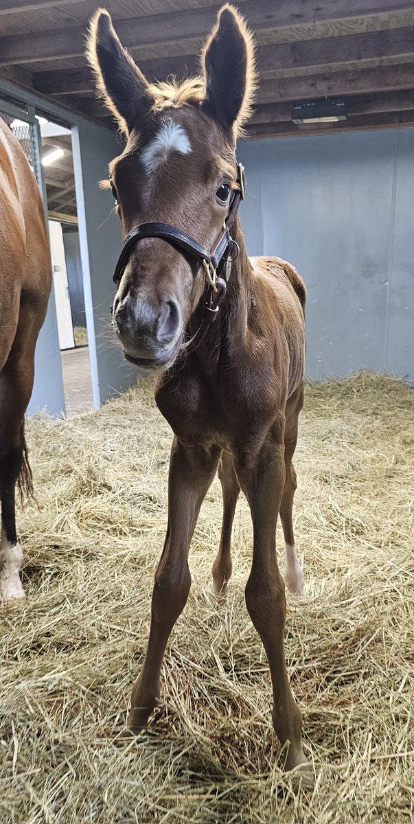 Endeavor Farm KY (@endeavorfarmky) on Twitter photo And then there were none!Foaling season officially ended with Honor Your Gift welcoming this smashing colt by #AmericanPharoah this morning. Congrats to Willow Lane Stable on the new addition! #foalsof2025 #thoroughbred #youngestchild #lastbabyfeels <a href="/coolmoreamerica/">Coolmore America</a> <a href="/KuehlRyan/">Ryan Kuehl</a> And then there were none!Foaling season officially ended with Honor Your Gift welcoming this smashing colt by #AmericanPharoah this morning. Congrats to Willow Lane Stable on the new addition! #foalsof2025 #thoroughbred #youngestchild #lastbabyfeels <a href="/coolmoreamerica/">Coolmore America</a> <a href="/KuehlRyan/">Ryan Kuehl</a>
