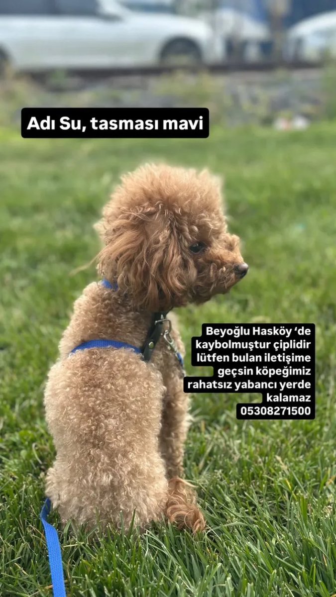 luniskosu's tweet photo. BEYOĞLU HASKÖY KAYIP KÖPEK https://t.co/LDzxC1PZnV