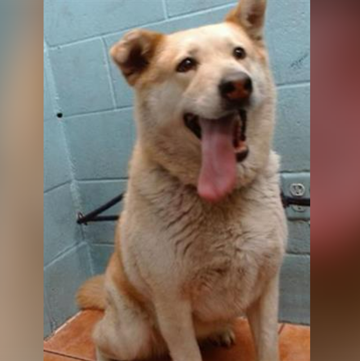 💔🆘💔7 yo MEGHAN is a newer intake (5-9) at Downey #California ACC. She's a big girl at  76 lbs &amp; listed as a labrador, but she sure looks like she has #husky in her. TBH, looks like she's all Teddy Bear🧸Adoption fee waived. Plz help clear the shelter🙏 info⬇️ #A5698588