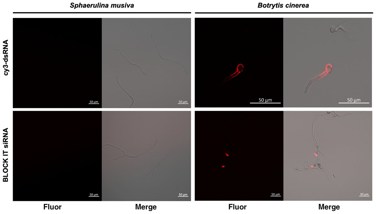 Editor's Pick! Michael I. Gordon et al. explored host-induced gene silencing in transgenic poplar to study and control Sphaerulina musiva, the cause of Septoria stem canker disease. <a href="/posybusby/">Posy Busby</a> Learn more: doi.org/10.1094/PHYTOF…