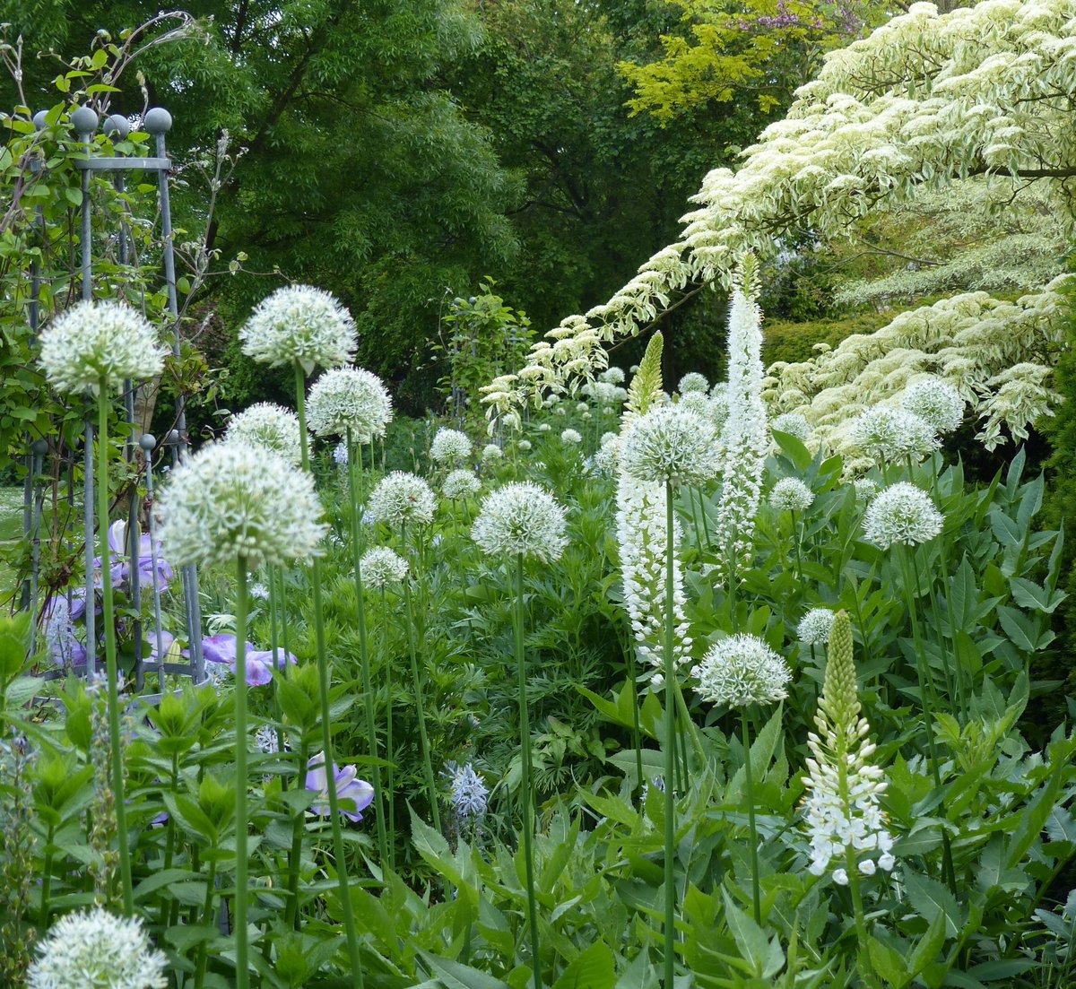 📷️Theobald's Farmhouse, Enfield

Award-winning, 2 acre organic Arts and Crafts garden created by designer owner Alison Green.

Open Sun 1 Jun, pre-booking essential 
findagarden.ngs.org.uk/garden/44344/t…

#gardensopenforcharity #gardensaregoodforyou #gardeninspiration