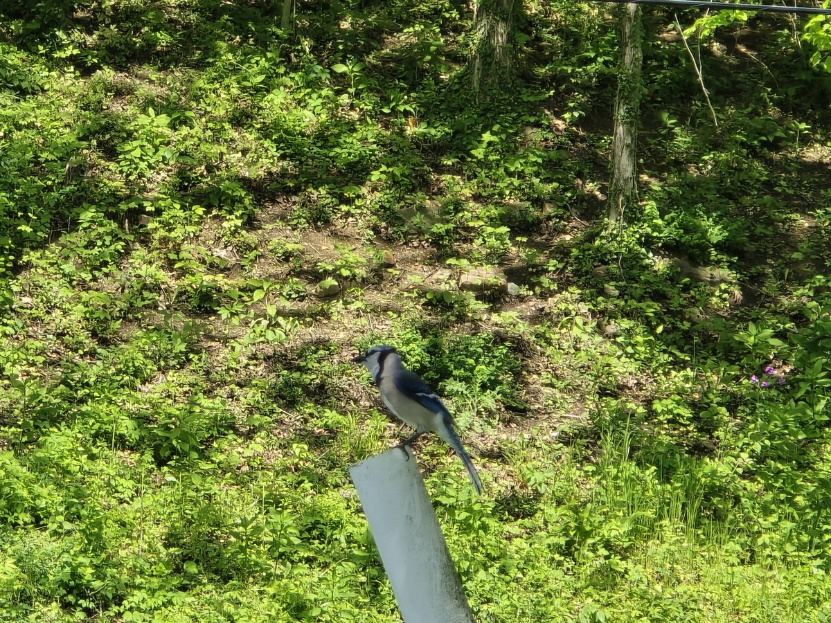 Pascalneem's tweet image. I've been getting into bird watching recently. Here's a picture of what I believe is a Bluejay that I took. #bird #birdwatching #birdpictures #photography