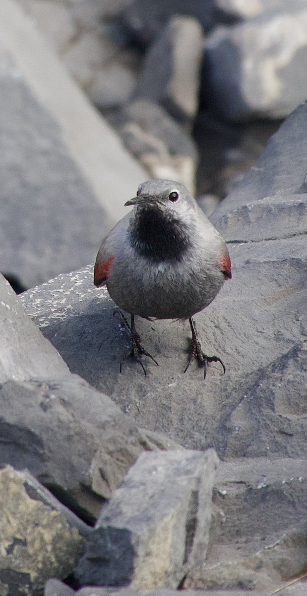 Frank Cackett tweet media