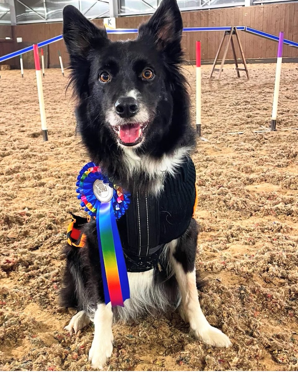 hannnbo's tweet image. This agility loving looney turned NINE! #therapydog #workingdog #PATdog #petsastherapy