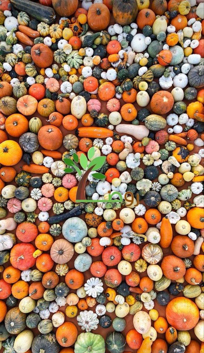 مشتل روض tweet media