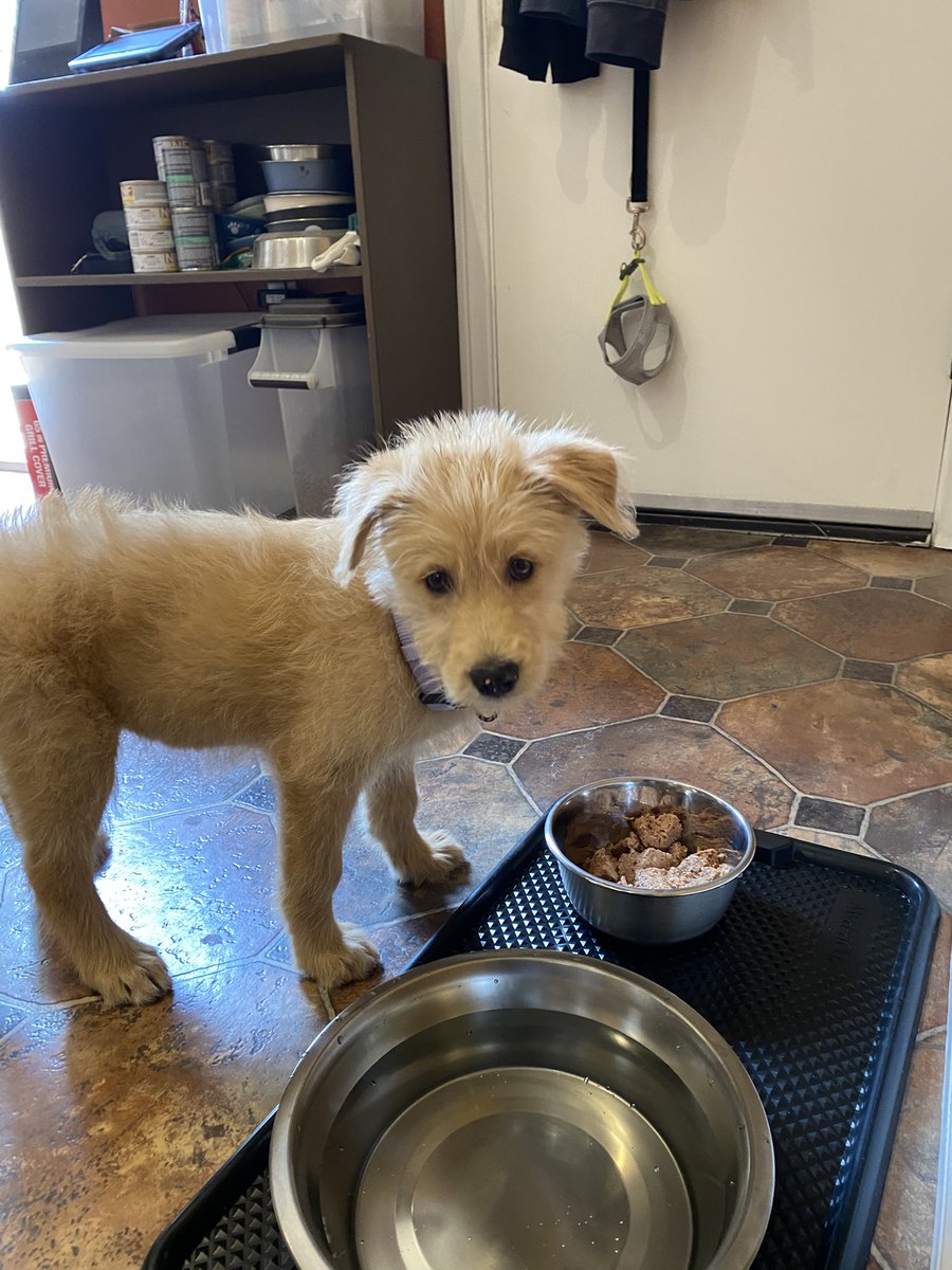 I has a food.