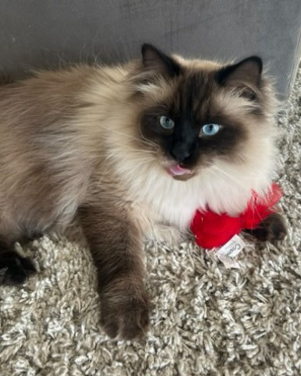 ASPCA Pet Insurance (@aspcapetins) on Twitter photo Bean’s hobbies include: snack breaks, gentle boops, and being adored 🧡 
📸: thepurrfecttcats on IG
#cats #CuteCats #CetPeople #beans Bean’s hobbies include: snack breaks, gentle boops, and being adored 🧡 
📸: thepurrfecttcats on IG
#cats #CuteCats #CetPeople #beans