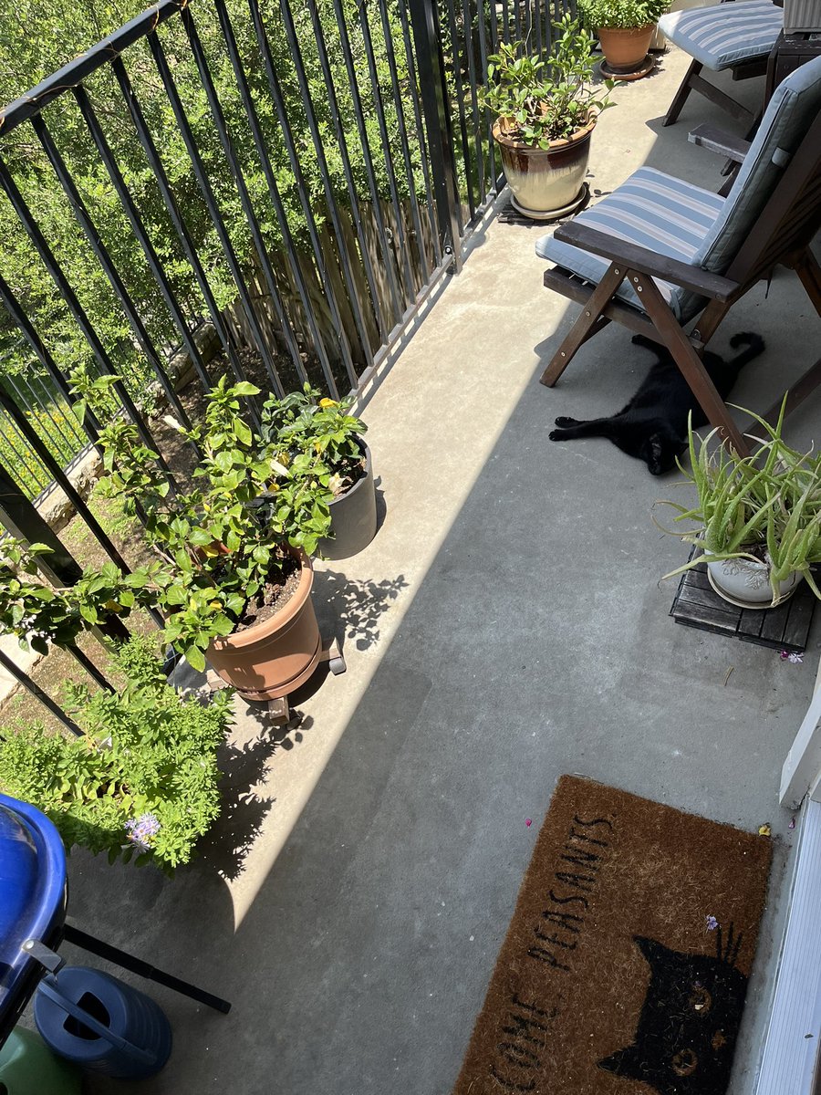 Aaron Young (@ayoungump) on Twitter photo 🐈⬛ 🐈⬛