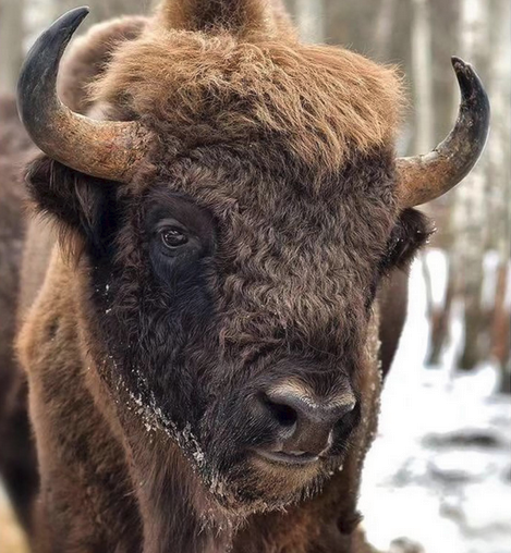 BioChoque - Curiosidades Cientificas 🐸⚡ tweet media
