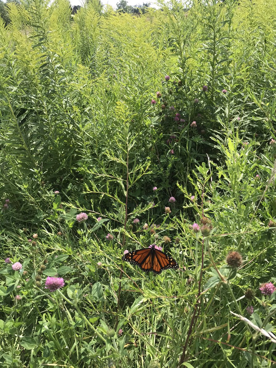 McblainFarms's tweet image. My dad has taken pride in turning land we can’t crop into a pollinator garden. During stressful times it’s a great place to go and forget about everything and be amazed by nature.  Great place to forget about politics and remember what’s truly important!

#WorldBeeDay #pollinator