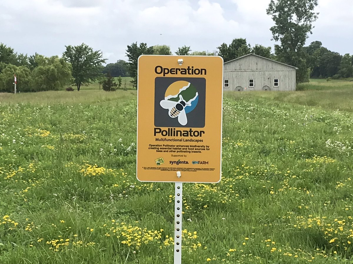 McblainFarms's tweet image. My dad has taken pride in turning land we can’t crop into a pollinator garden. During stressful times it’s a great place to go and forget about everything and be amazed by nature.  Great place to forget about politics and remember what’s truly important!

#WorldBeeDay #pollinator