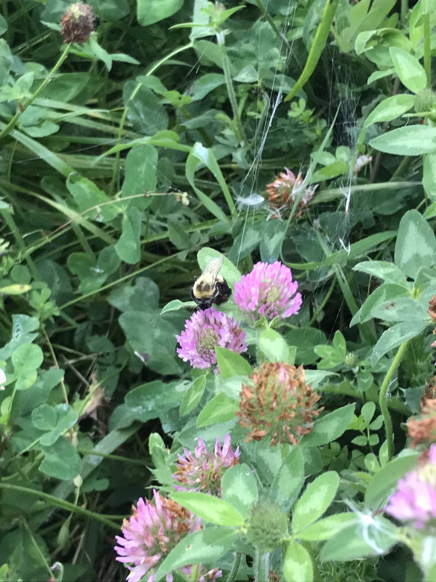 McblainFarms's tweet image. My dad has taken pride in turning land we can’t crop into a pollinator garden. During stressful times it’s a great place to go and forget about everything and be amazed by nature.  Great place to forget about politics and remember what’s truly important!

#WorldBeeDay #pollinator