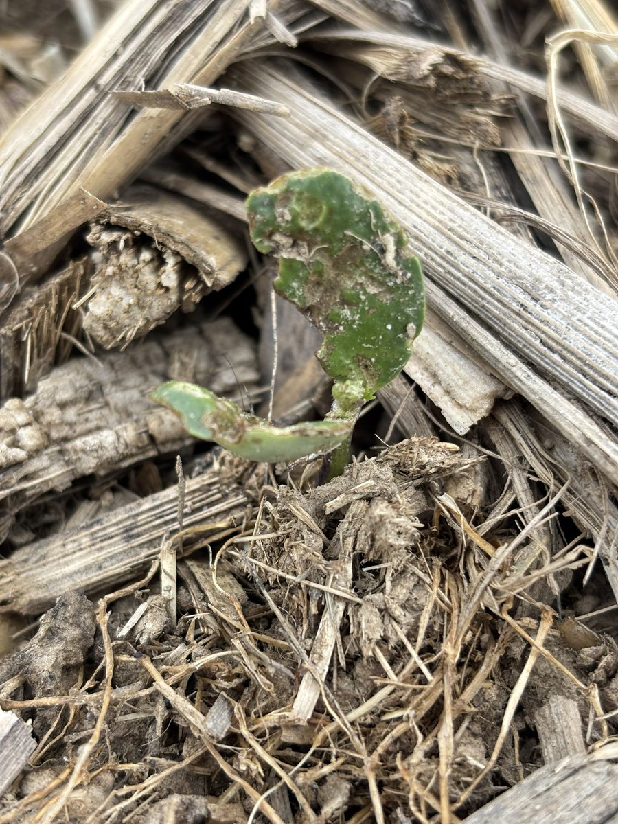 Wayde Looker tweet media