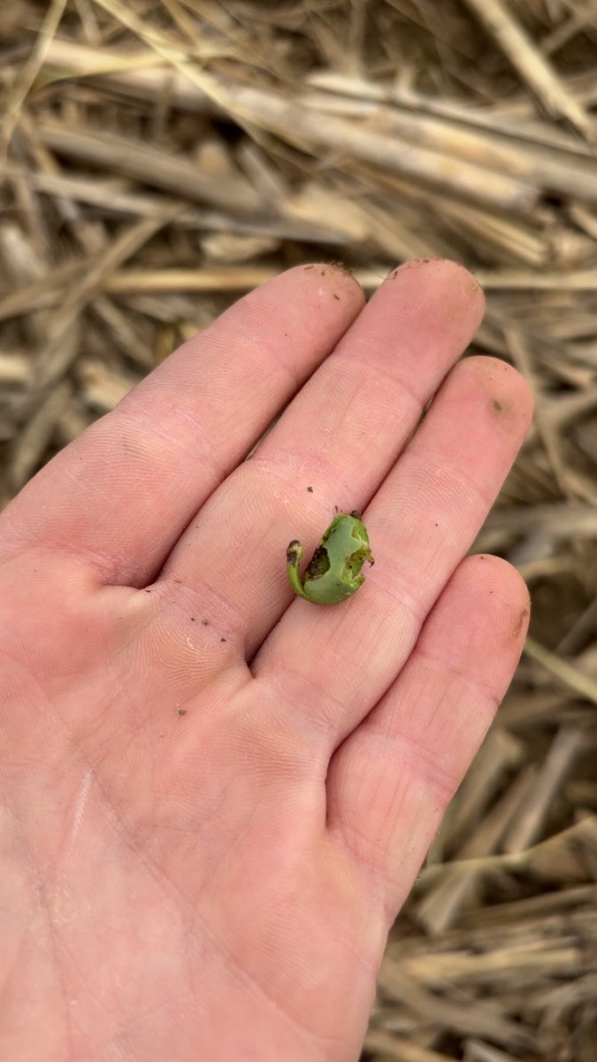 When the sun’s away the slugs will play