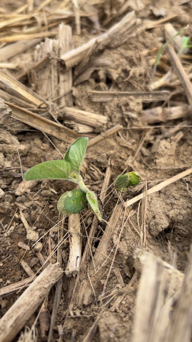 Wayde Looker tweet media