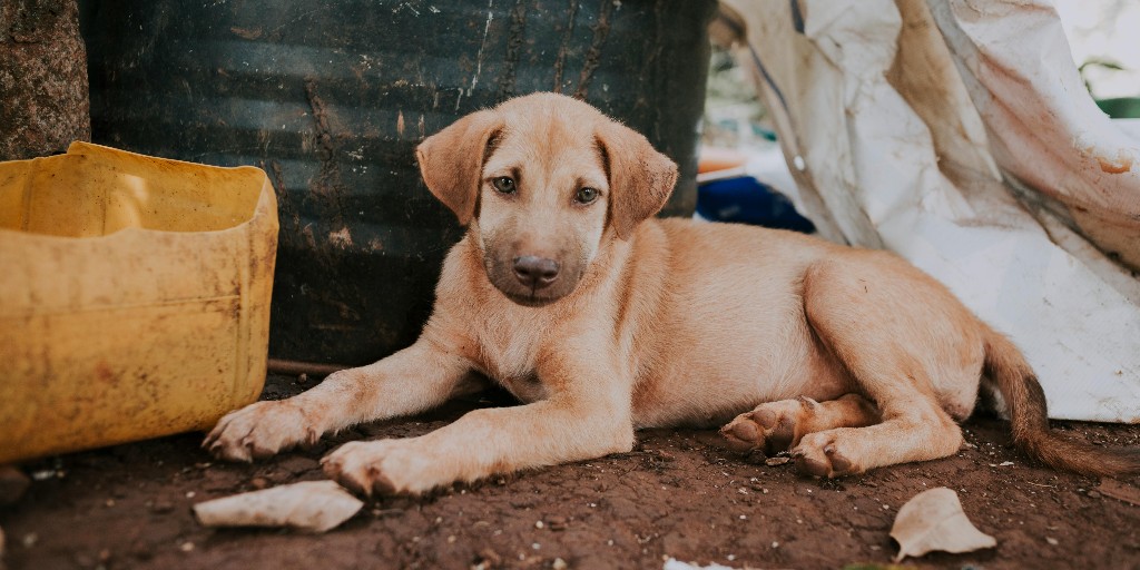 umnVMC's tweet photo. Today, May 20, is National Rescue Dog Day, a celebration of second chances and resilience. The VMC is proud to be part of many rescue dogs’ journeys for many medical needs. These dogs remind us to give every animal a chance to heal and be loved. ❤️‍🩹 https://t.co/gtUn5k3dr6