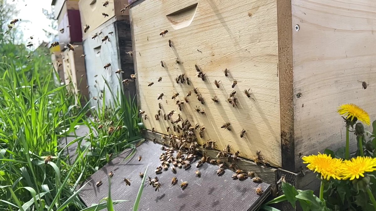 recaro_as's tweet photo. It’s World Bee Day! 🐝🍯
#DYK Our HQ in Schwaebisch Hall is home to the RECARO bees! Established in 2023, these young hives have produced honey in the spring, summer, and fall varieties. Check out these amazing #pollinators!
#sustainability #worldbeeday #flightofthebumblebee https://t.co/OcrGnSdLIU