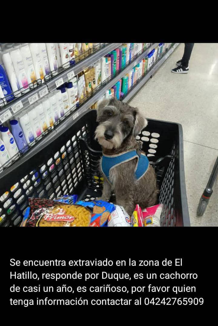 Su familia busca a Duque, el Hatillo