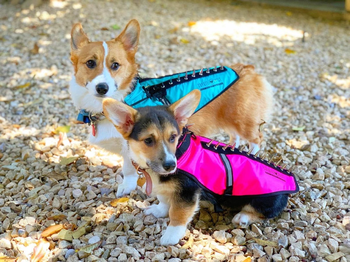 Bad to the bone corgis ready to rock AND stay safe from coyotes? We love it! 😎 Those CoyoteVests are the ultimate nighttime security and style statement! Keep strutting your punk rock stuff, little ones! 🐾🛡️ #CoyoteVest #CorgiSafety #NightWalks #PunkRockDogs #PredatorProtection