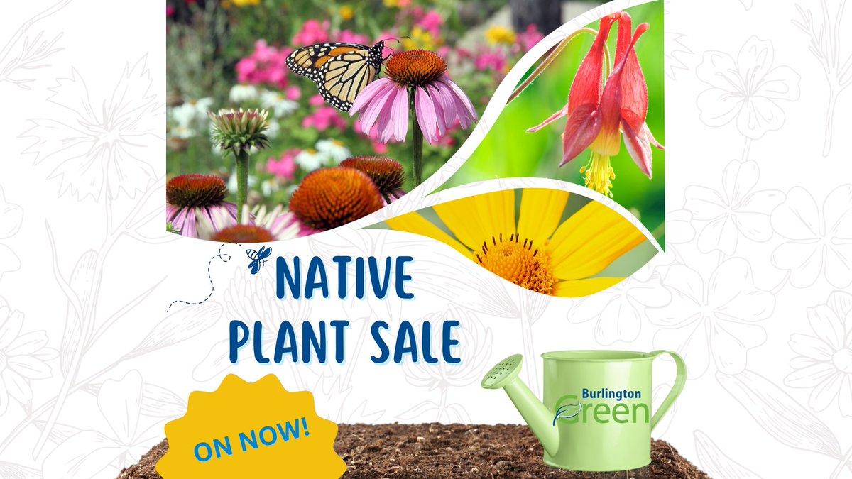 ONLINE SALES END SOON! 🌻Support a more nature-friendly Burlington by purchasing one of our native plant kits  via our online eco-shop.🦋

Order pick ups will be Sunday, May 25th at the BG Eco Hub by the beach.

Order now while supplies last 👉 burlingtongreen.org/shop

#BurlOn